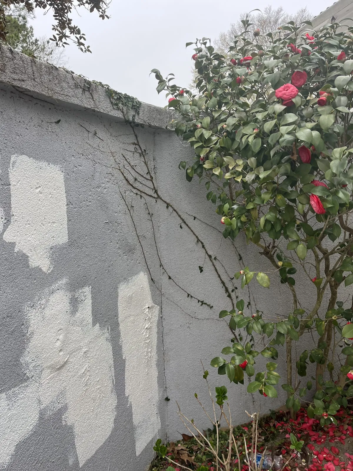 Exterior wall stained and covered with climbing vines before painting